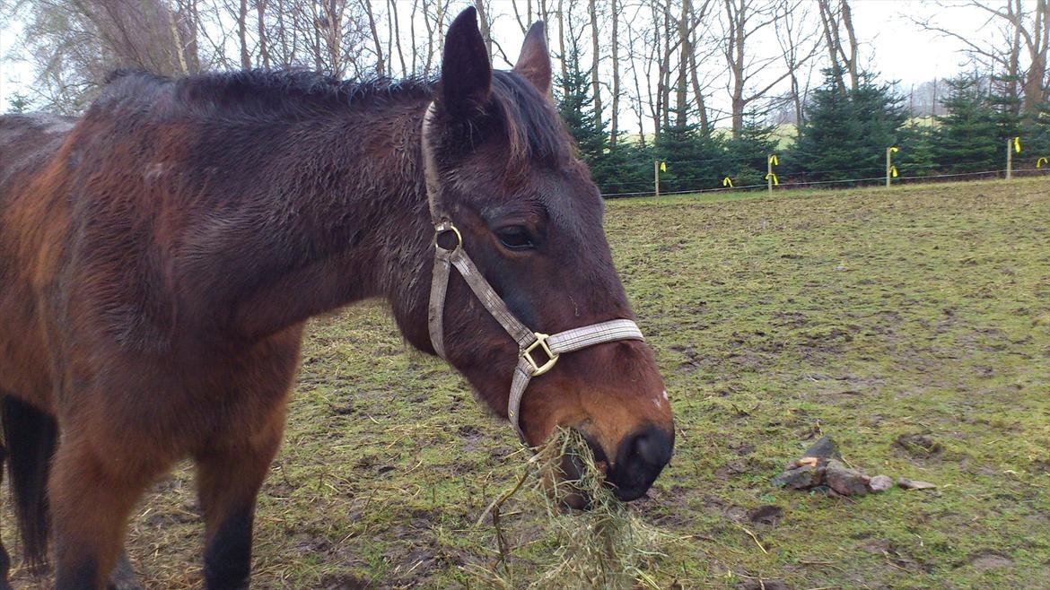 Traver Evita billede 6