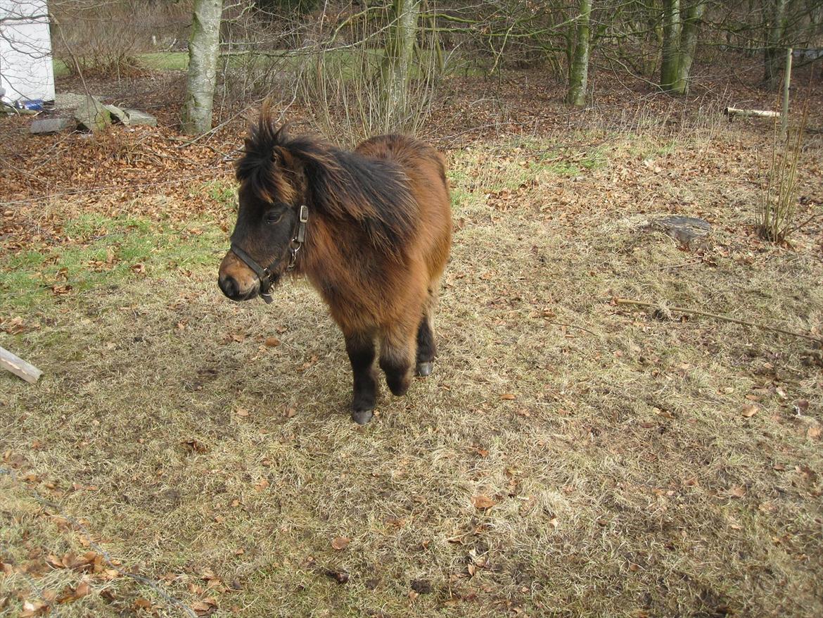Shetlænder Staldhavens Daim - solgt billede 6