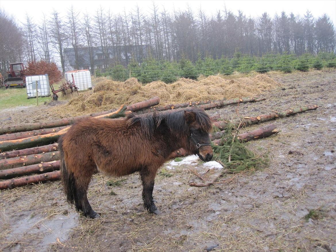 Shetlænder Staldhavens Daim - solgt billede 7