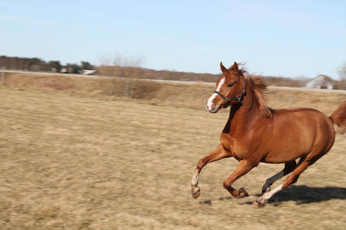 Arabisk fuldblod (OX) ZA-KAGO OX - SWAAAGPOOONY!<3 billede 21