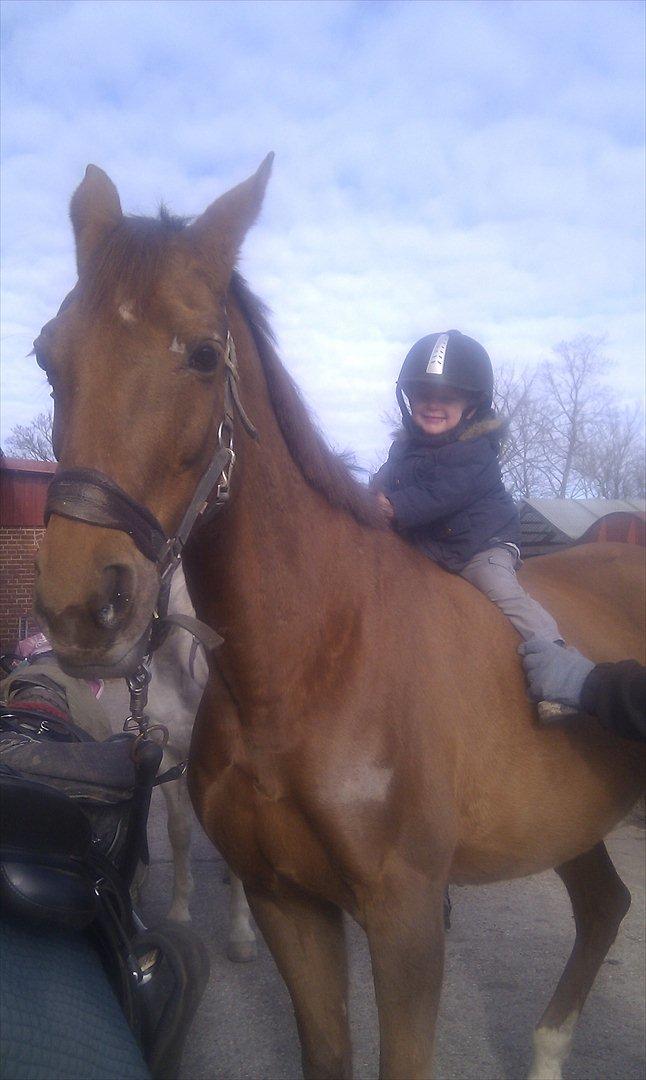 Anden særlig race Lærke - Så prøvede min nevø David på 2 ½ også Lærke (selvfølgelig med min ridehjelm) ;D billede 7