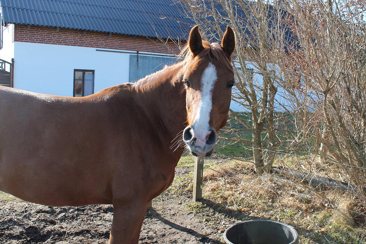 Arabisk fuldblod (OX) ZA-KAGO OX - .. Hey, I heard you were a wild one <3 billede 22