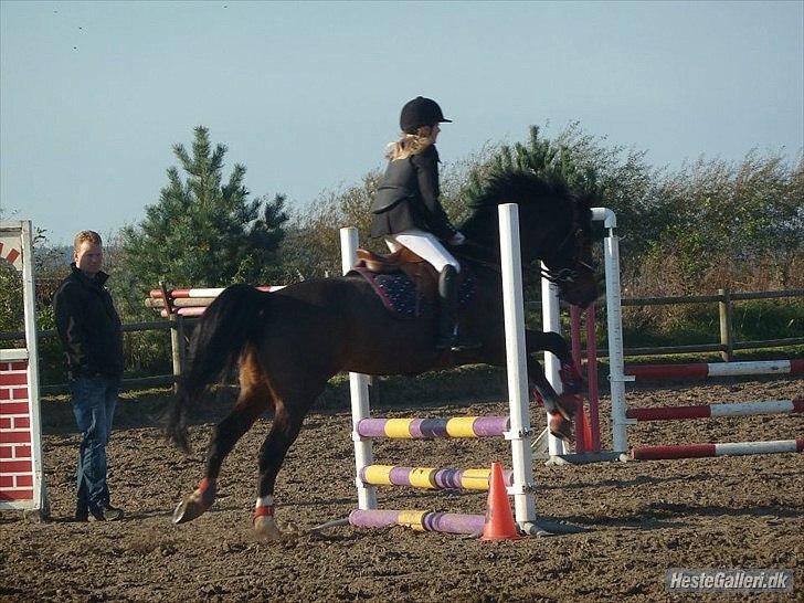 DSP Tai Tanico Avls Hingst - første stævne billede 1