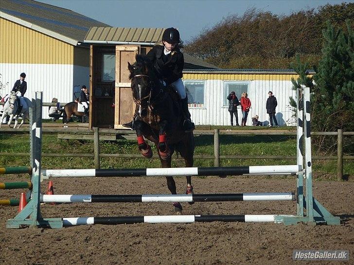 DSP Tai Tanico Avls Hingst - første stævne billede 2