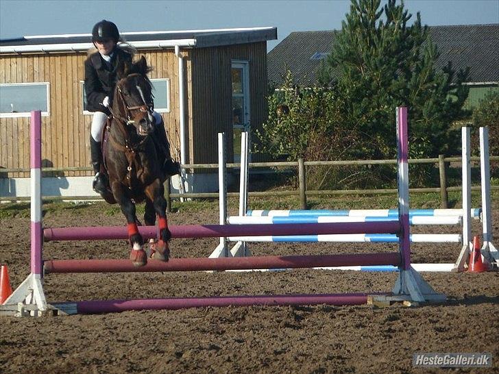 DSP Tai Tanico Avls Hingst - første stævne billede 3