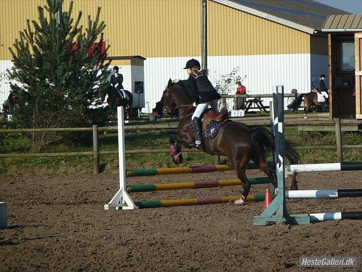 DSP Tai Tanico Avls Hingst - første stævne billede 4