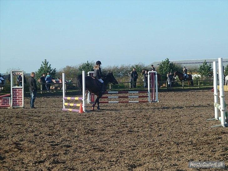 DSP Tai Tanico Avls Hingst - første stævne billede 5