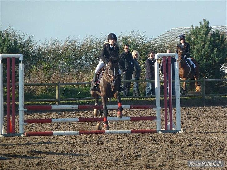 DSP Tai Tanico Avls Hingst - første stævne billede 6