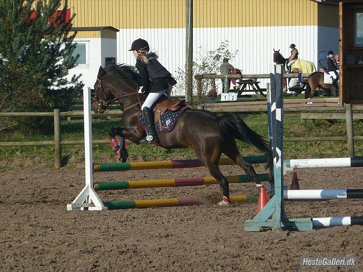 DSP Tai Tanico Avls Hingst - første stævne billede 7