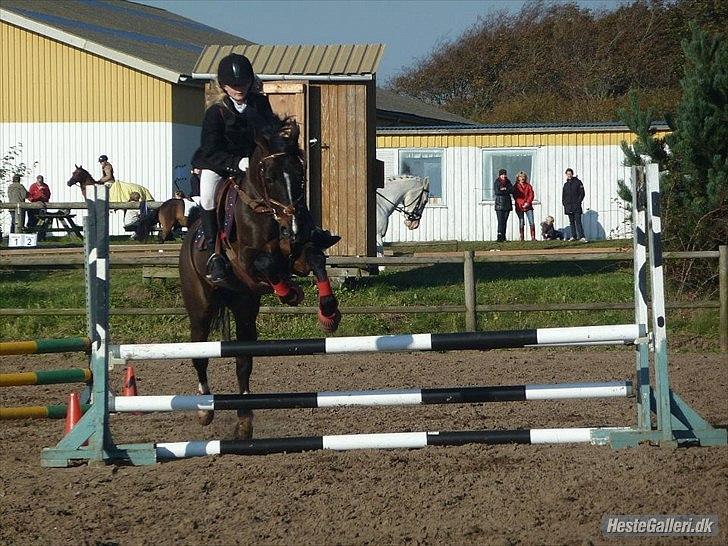 DSP Tai Tanico Avls Hingst billede 8