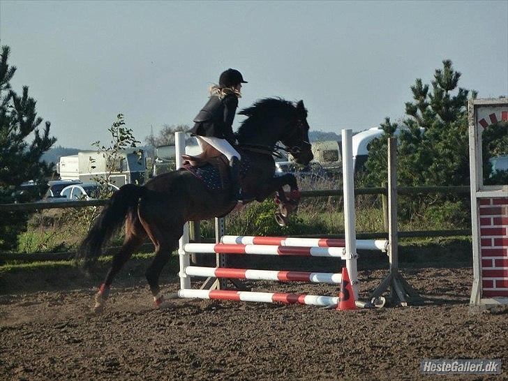 DSP Tai Tanico Avls Hingst billede 9