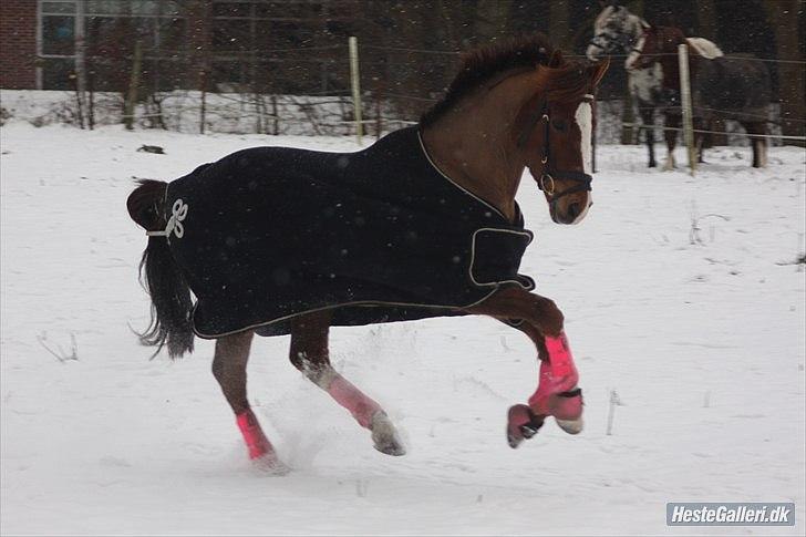 New Forest Orchid's Champer<3 solgt :'-( - fine pony ;)

Foto: Anne Thomsen billede 6