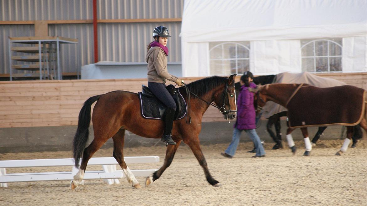 New Forest Ladegaardens Prodian »Kaspa« billede 9