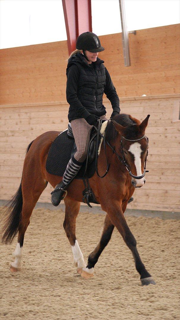 New Forest Ladegaardens Prodian »Kaspa« - Mia & Kaspa! :-) billede 12