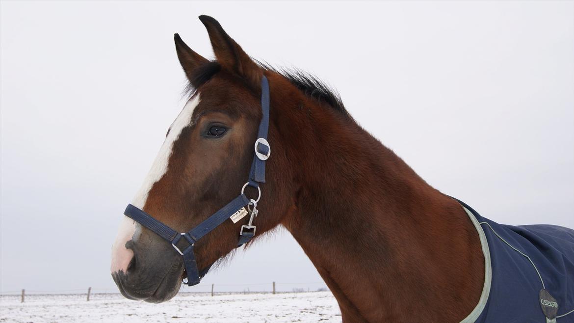 New Forest Ladegaardens Prodian »Kaspa« billede 2
