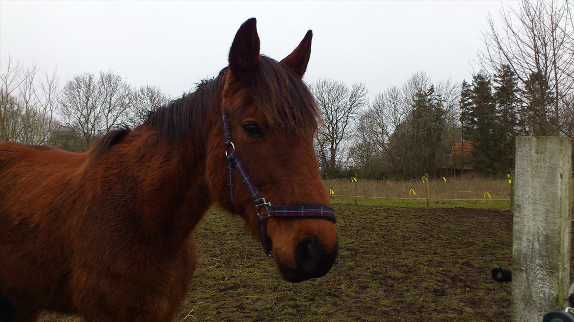 Traver magic  billede 5