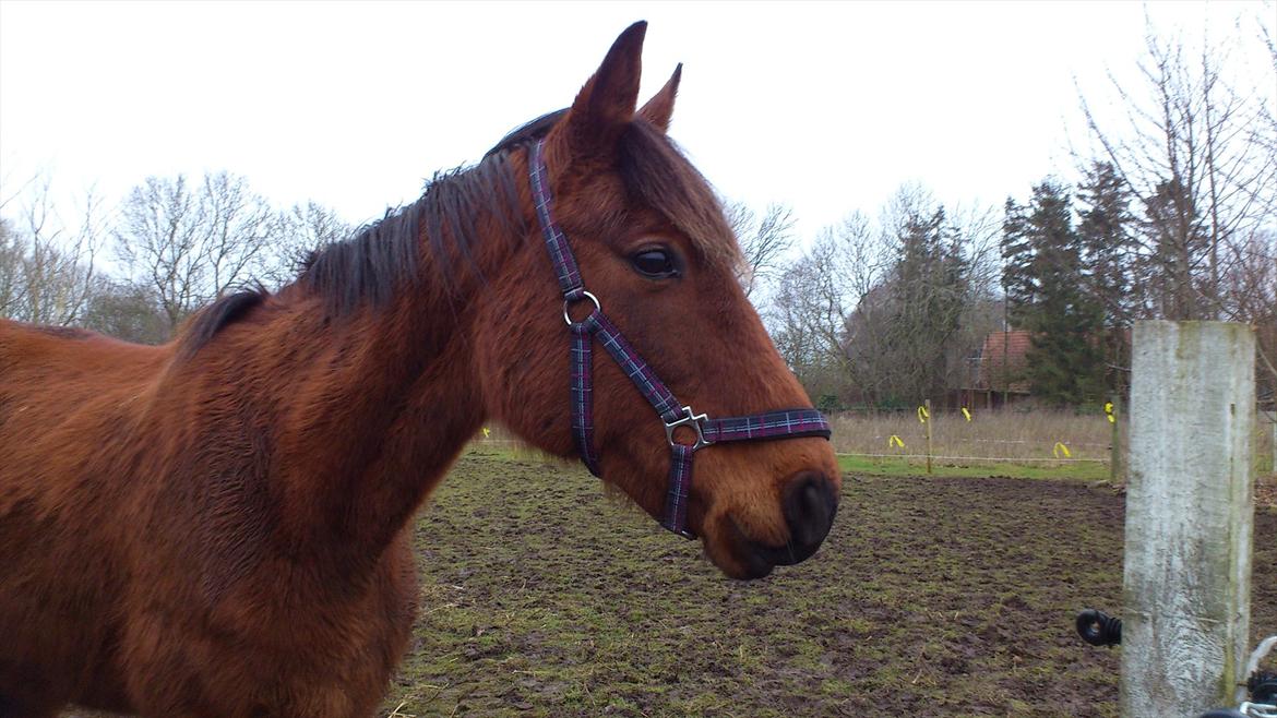 Traver magic  billede 6