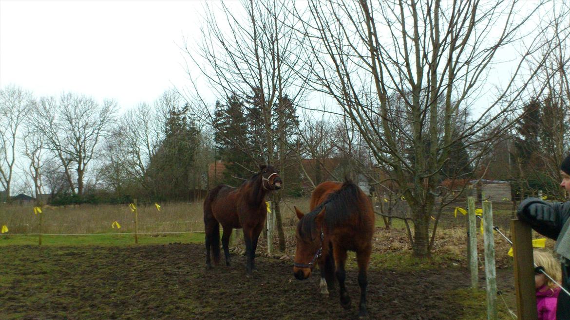 Traver Evita billede 9