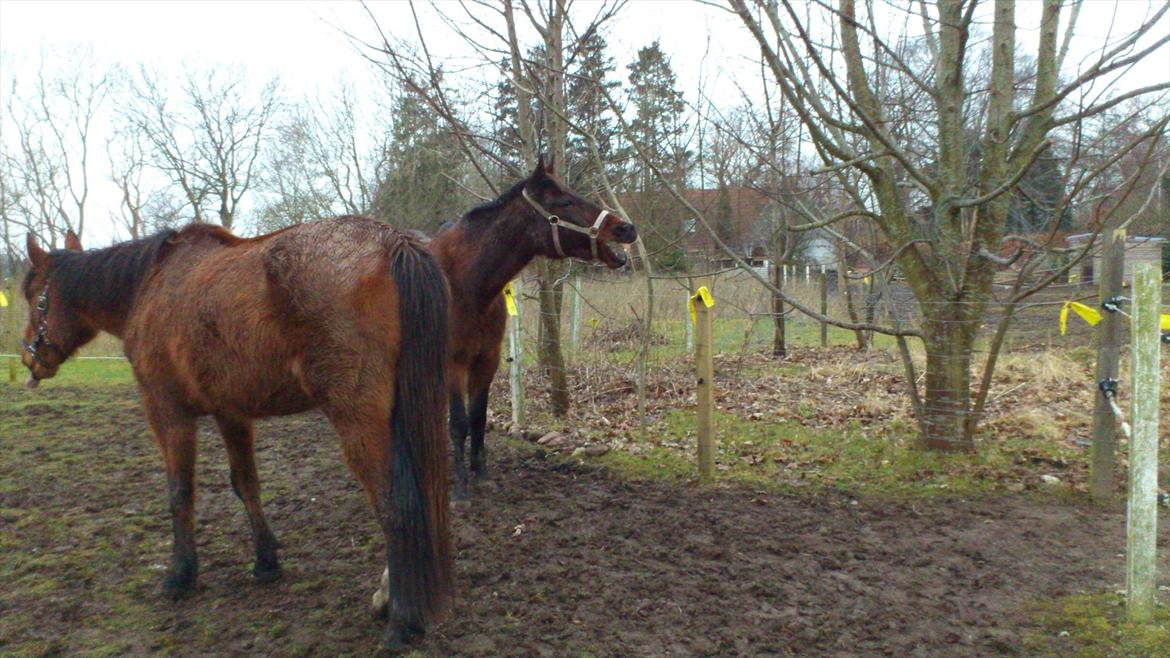 Traver Evita billede 10