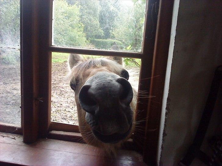 Fjordhest Freddy billede 13