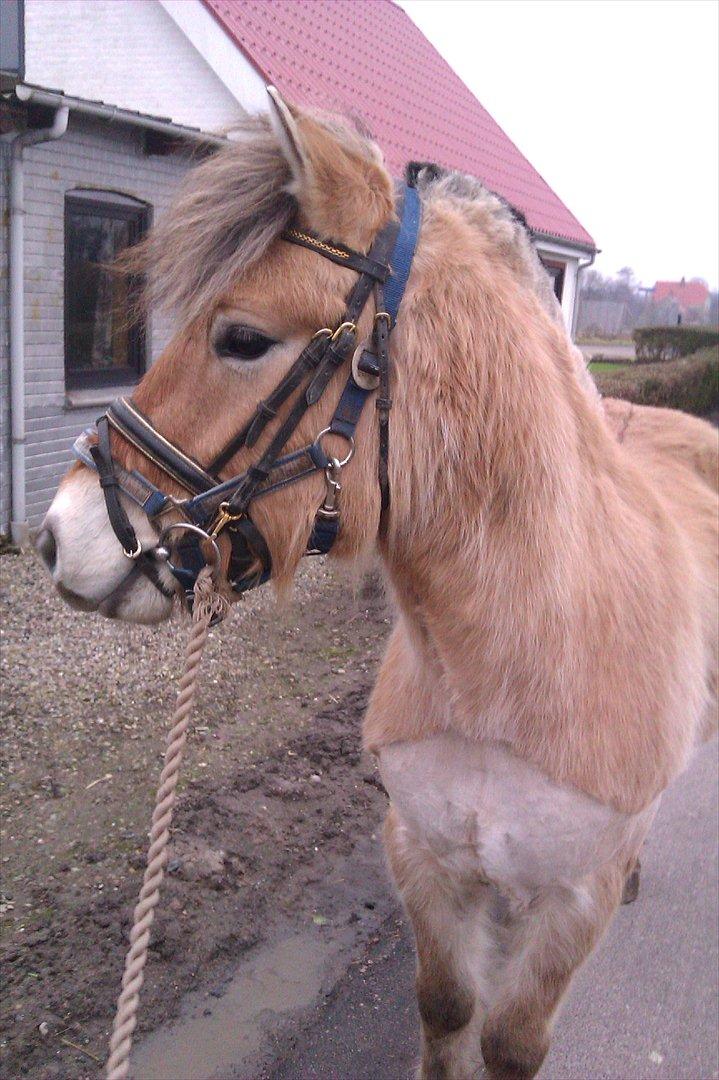 Fjordhest Hidalgo solgt billede 1