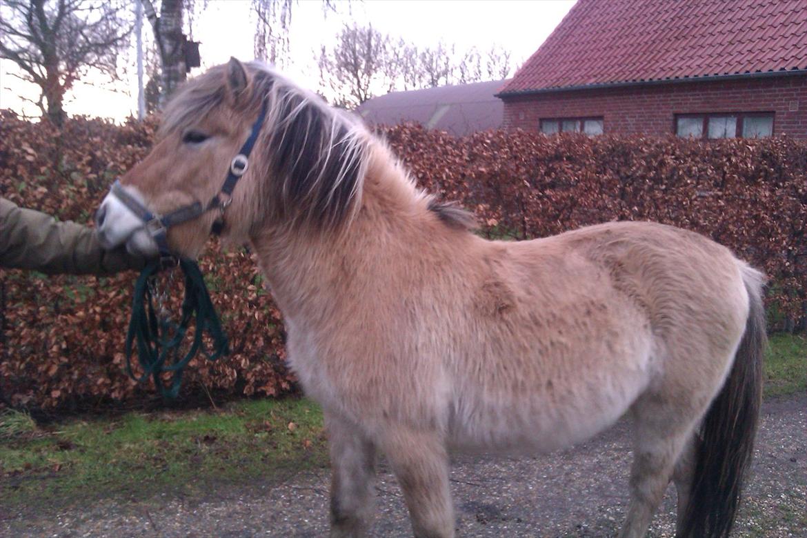 Fjordhest Hidalgo solgt - da jeg var oppe og se ham. ca en uge inden jeg købte ham billede 2