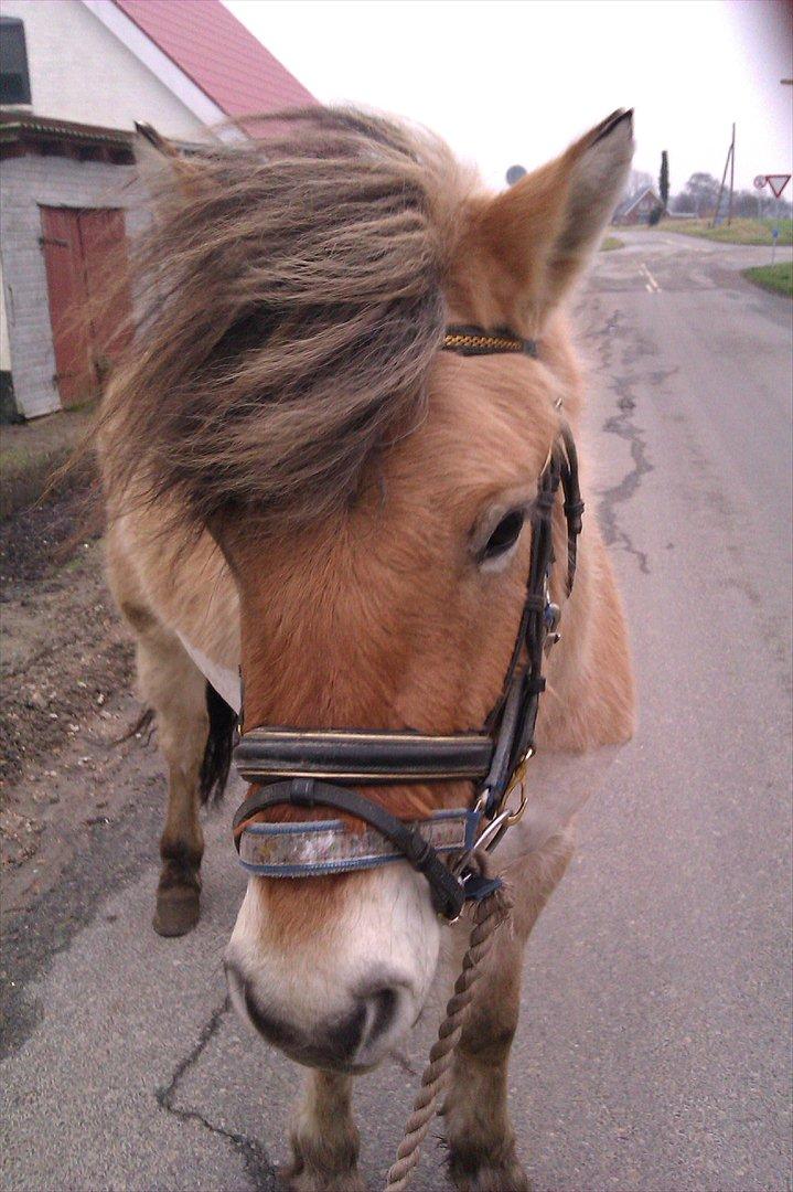 Fjordhest Hidalgo solgt billede 3