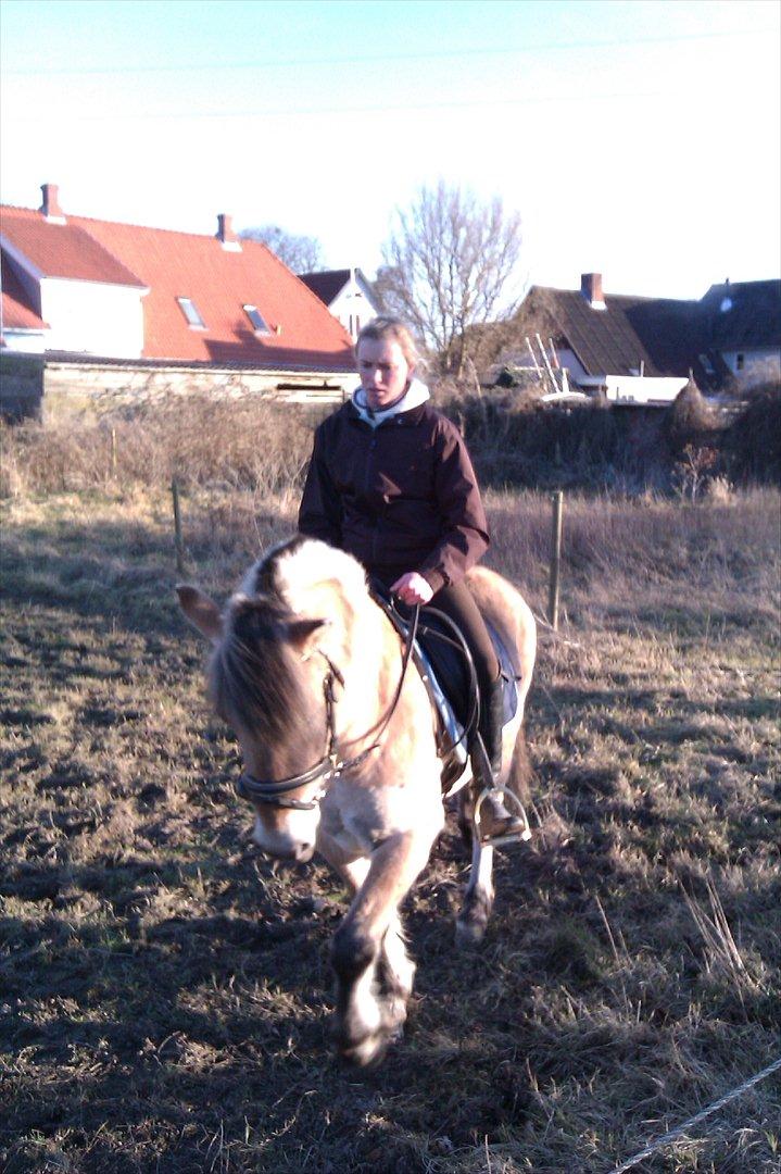 Fjordhest Hidalgo solgt billede 4