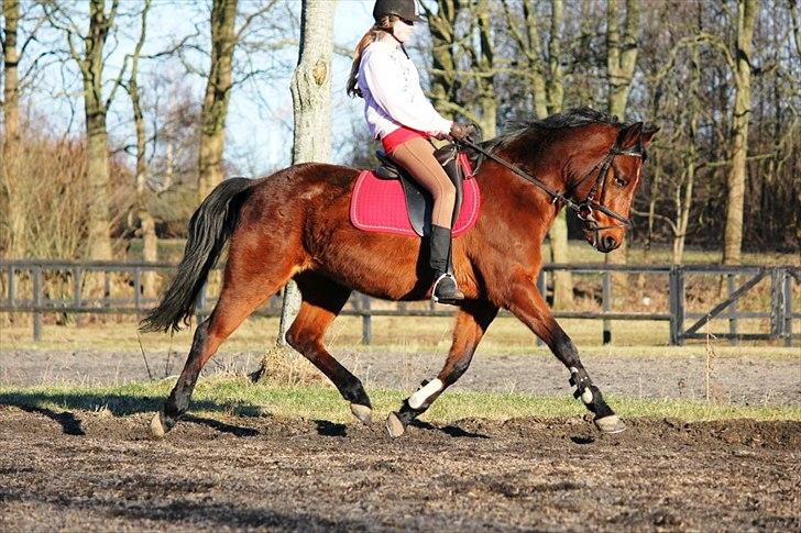 Tysk Sportspony Arking Jump.  - Bullerhesten. - "Two may talk together under the same roof for many years, yet never really meet; and two others at first speech are old friends." billede 19
