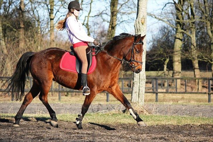 Tysk Sportspony Arking Jump.  - Bullerhesten. - No hours i wasted, that i spend with you.<3 billede 8