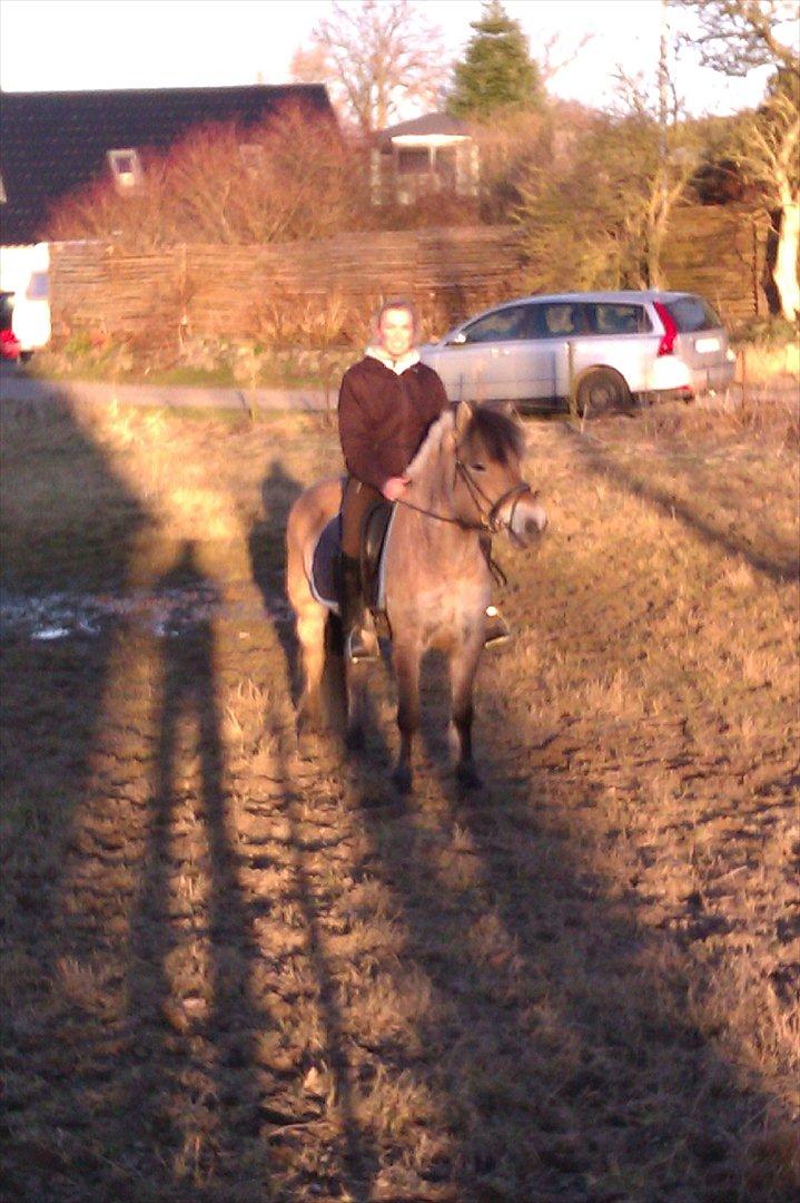 Fjordhest Hidalgo solgt billede 5