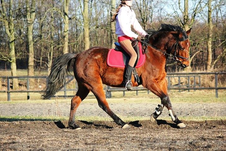 Tysk Sportspony Arking Jump.  - Bullerhesten. - "The only way to make a horse trustworthy, is to trust it." billede 3