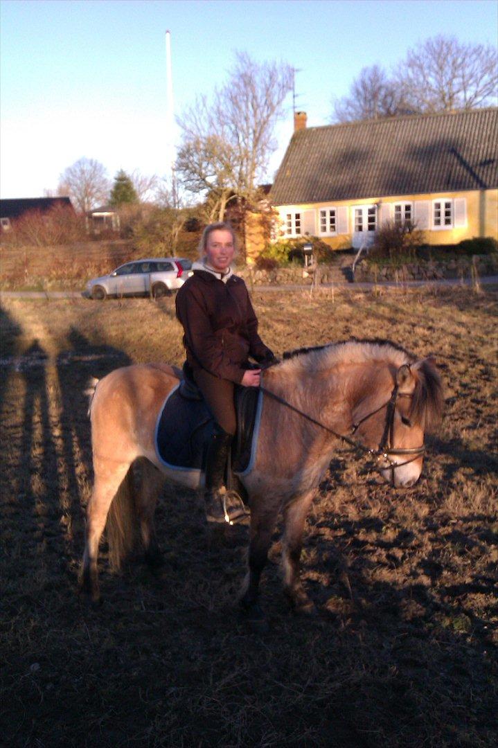 Fjordhest Hidalgo solgt billede 6