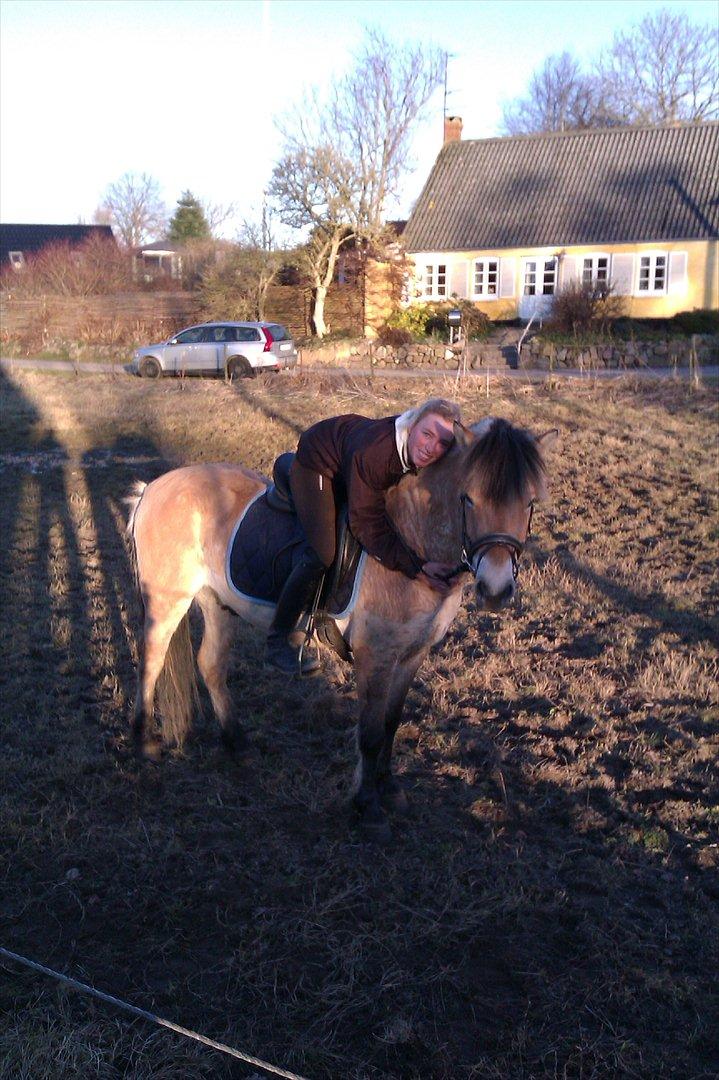 Fjordhest Hidalgo solgt billede 7