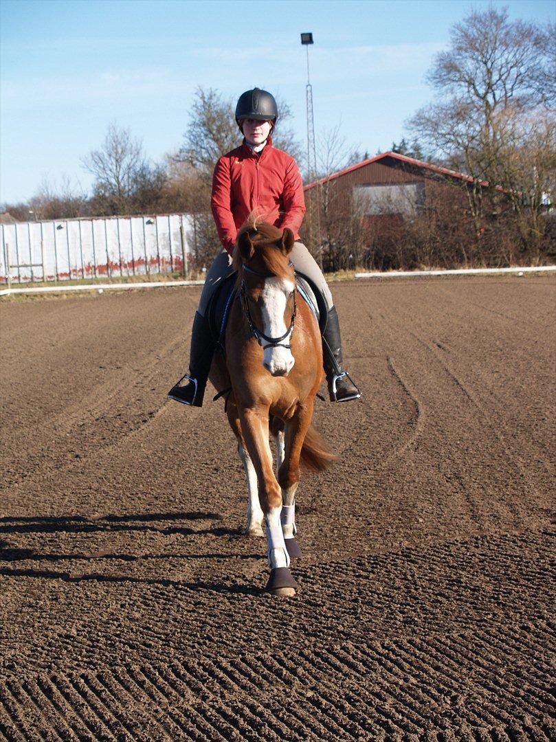 Palomino Yaspisgårds Gallon billede 7