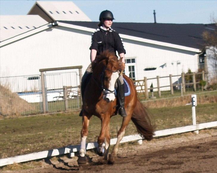 Palomino Yaspisgårds Gallon billede 13