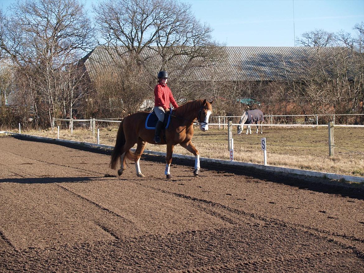 Palomino Yaspisgårds Gallon billede 14