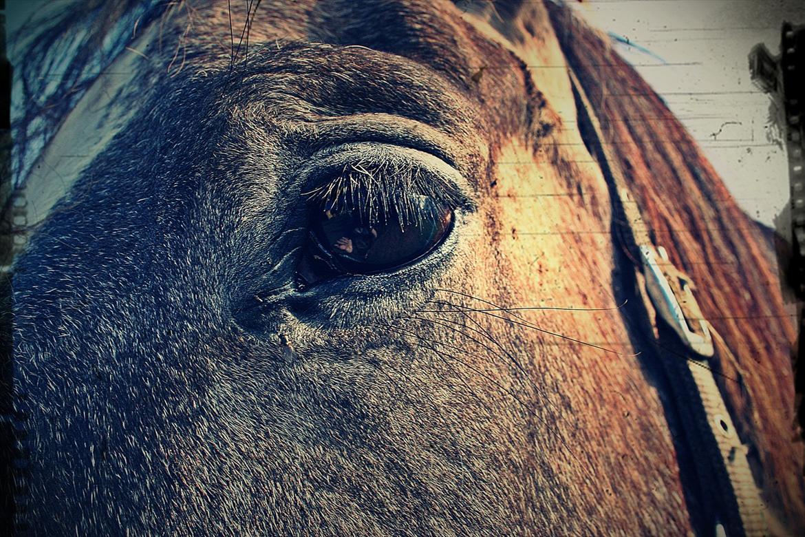 Anden særlig race Bjørnegård's Mio - Picasa redigeret :) billede 12