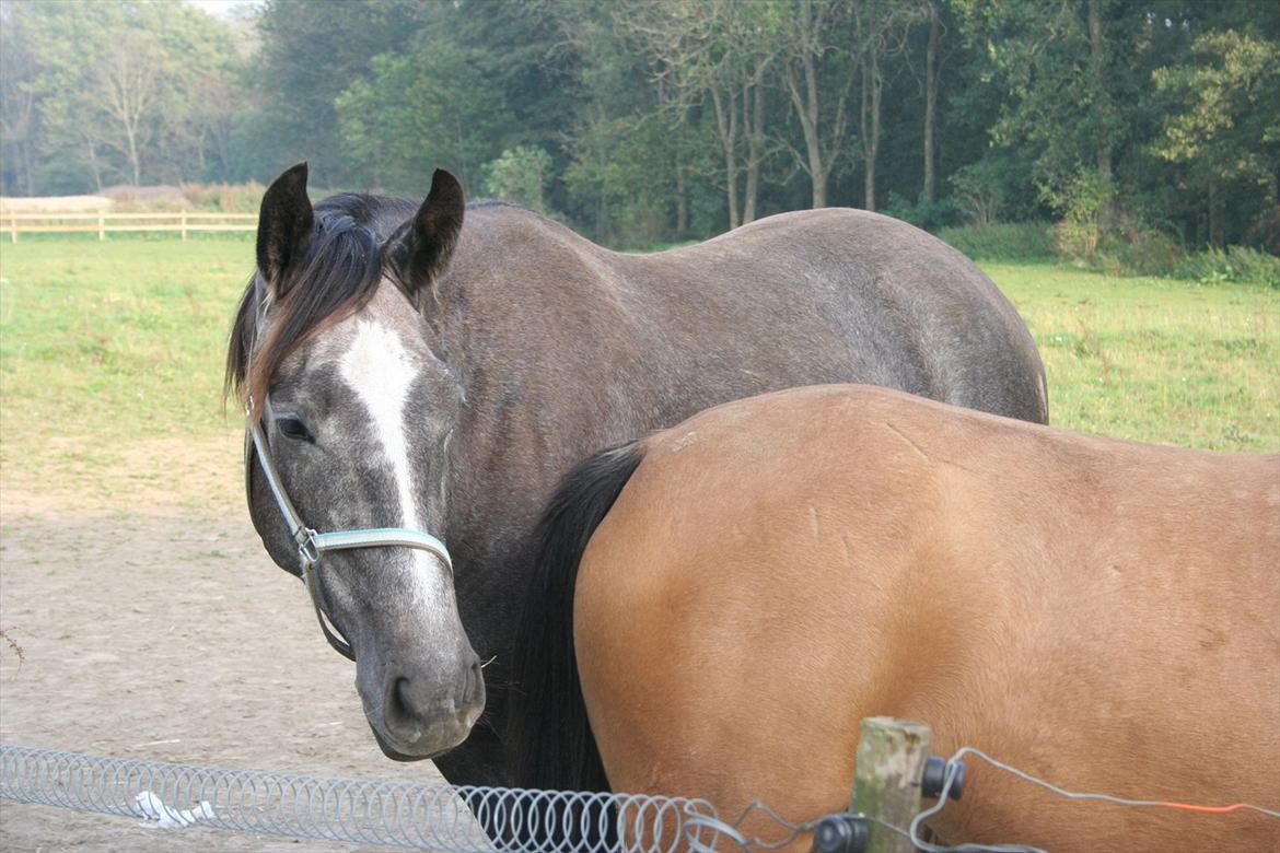 Anden særlig race Bjørnegård's Mio billede 13