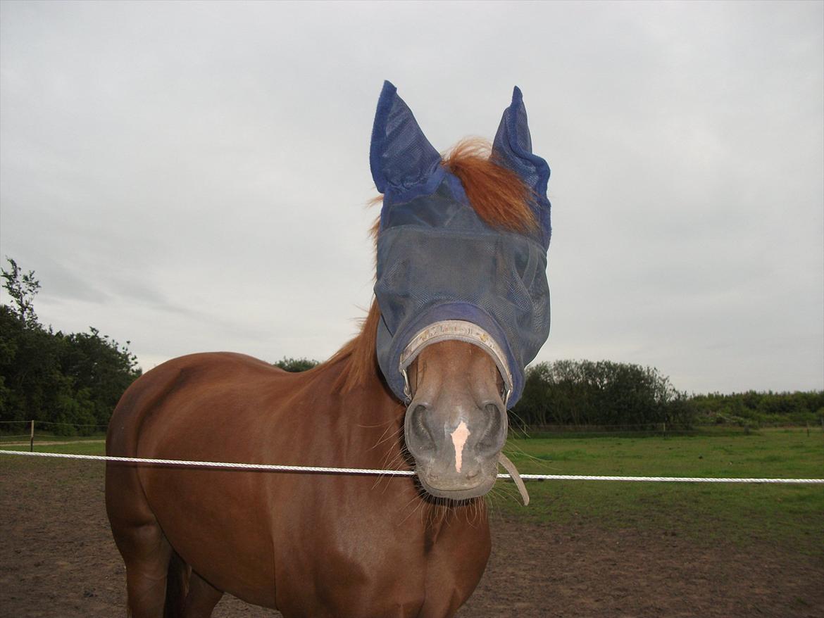 Anden særlig race Ponygården's Megara - Megara med maske:D Såå søød<333
 billede 10