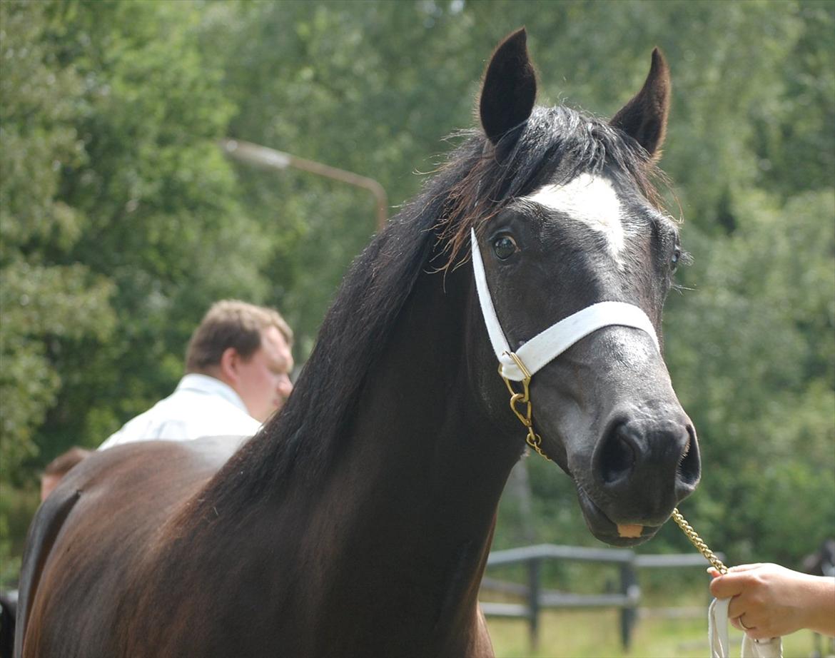 Welsh Cob (sec D) Møllegydens Èowyn - Jysk Sommershow juli 2011 (1-års) - klassevinder, Res. Junior- og Supreme champion billede 1