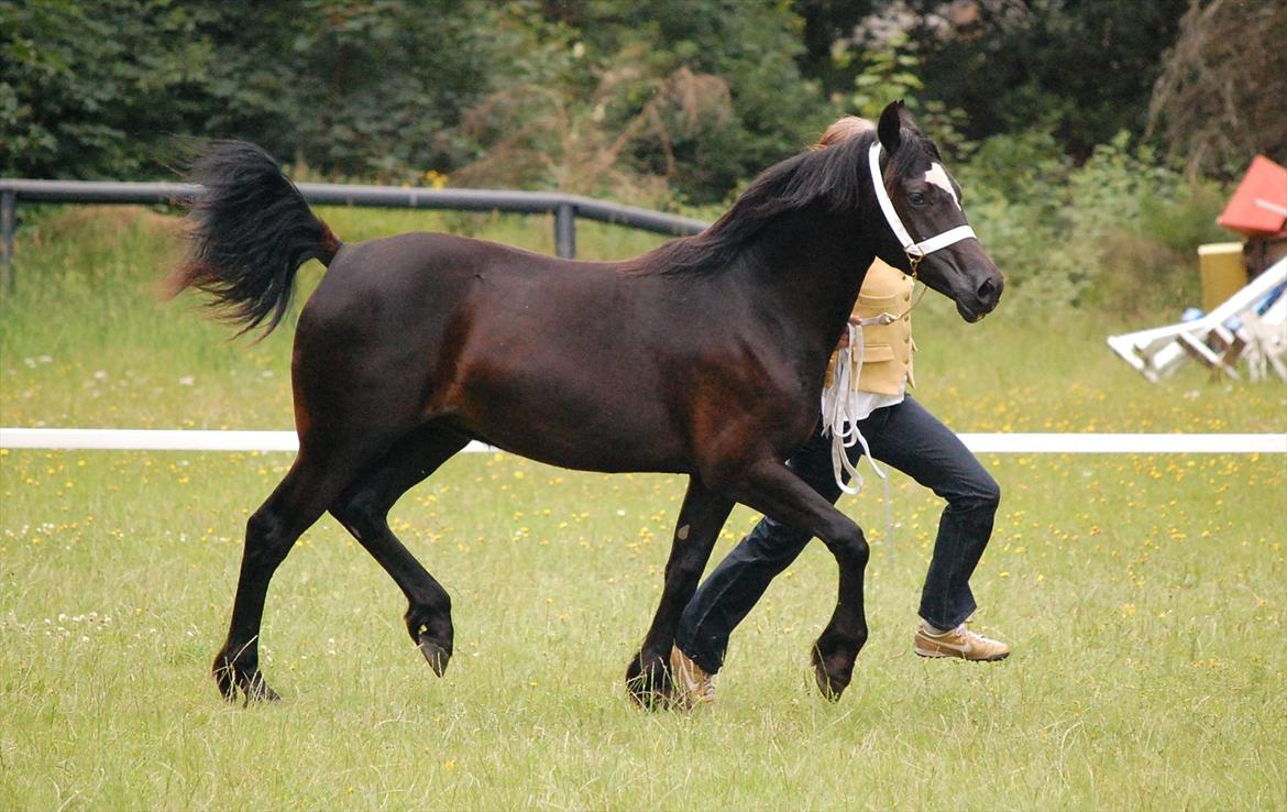 Welsh Cob (sec D) Møllegydens Èowyn - Jysk Sommershow juli 2011 (1-års) - klassevinder, Res. Junior- og Supreme champion billede 2