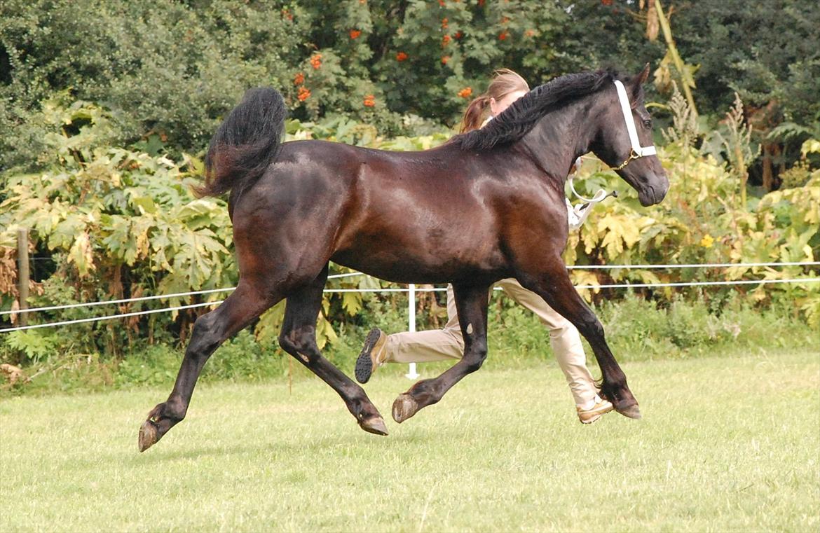 Welsh Cob (sec D) Møllegydens Èowyn - Kåring juli 2011 (1-års) - klassevinder, Res. Ungdyrschampion billede 3