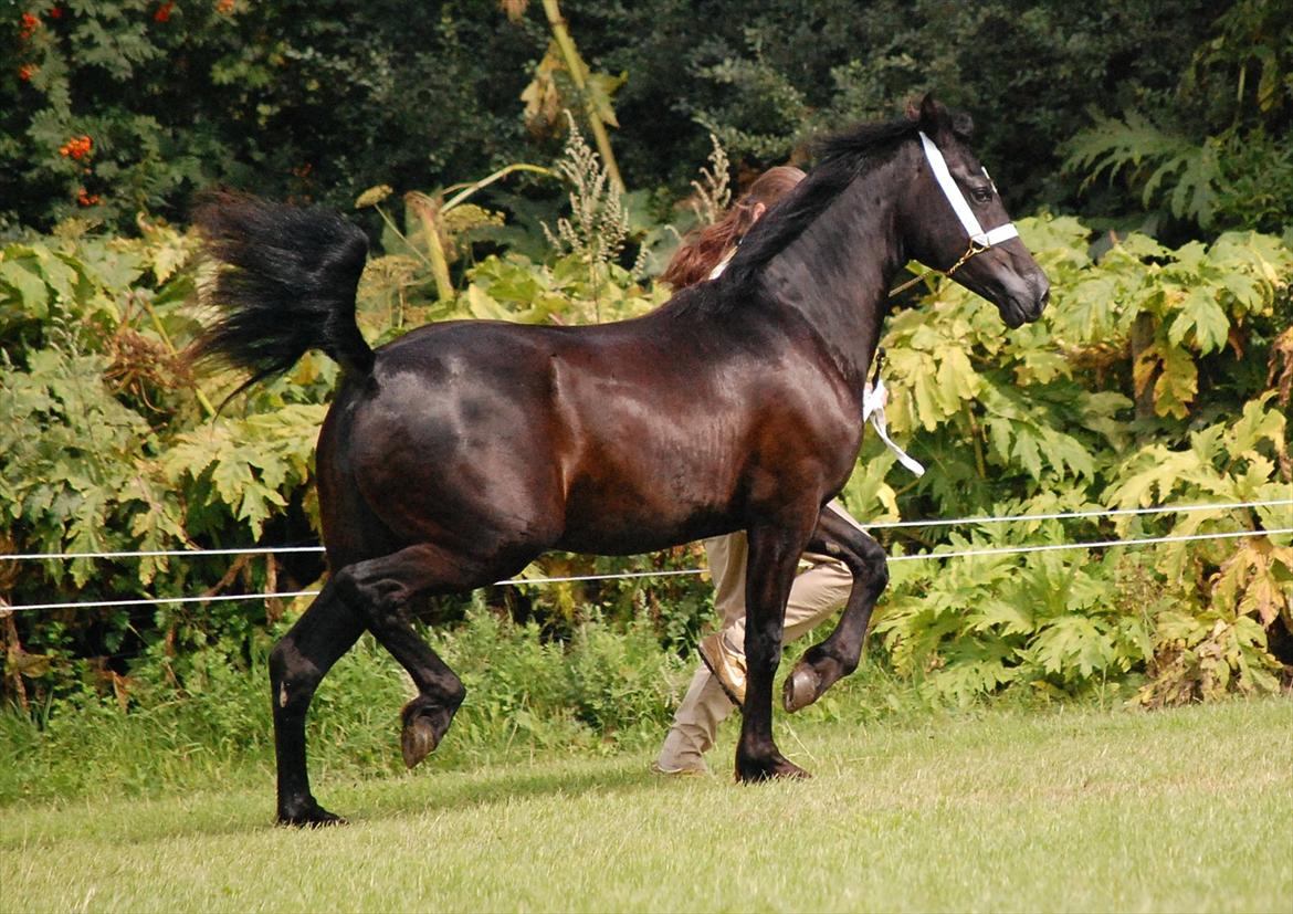 Welsh Cob (sec D) Møllegydens Èowyn - Kåring juli 2011 (1-års) - klassevinder, Res. Ungdyrschampion billede 4