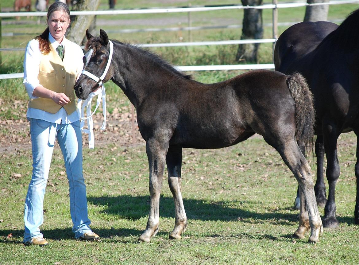 Welsh Cob (sec D) Møllegydens Èowyn - Føl- og Plageskue i Nr. Snede September 2010 (føl) - 3. plads i Følchampionatet, 6. plads i finalen billede 5