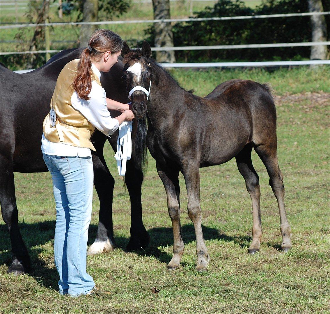 Welsh Cob (sec D) Møllegydens Èowyn - Føl- og Plageskue i Nr. Snede September 2010 (føl) - 3. plads i Følchampionatet, 6. plads i finalen billede 6