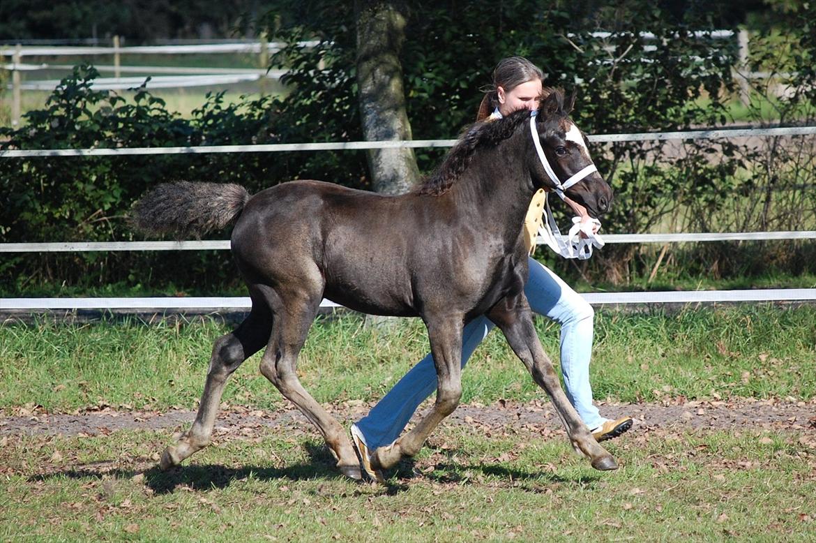 Welsh Cob (sec D) Møllegydens Èowyn - Føl- og Plageskue i Nr. Snede September 2010 (føl) - 3. plads i Følchampionatet, 6. plads i finalen billede 7