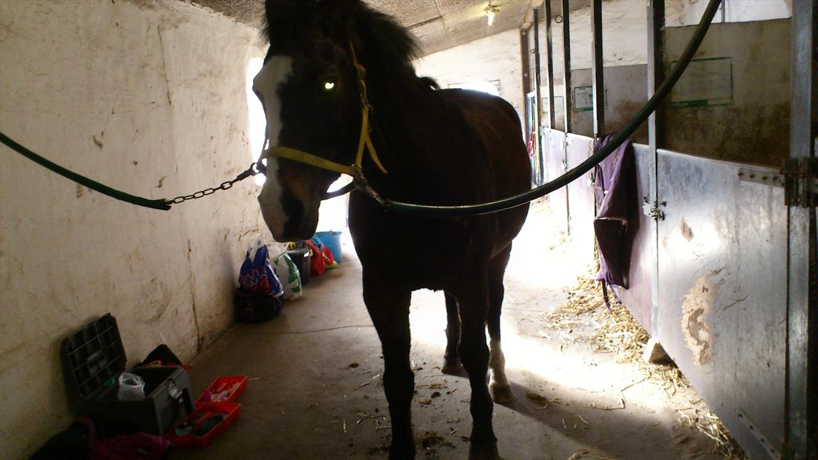 Anden særlig race Chance {Himmelhest} billede 9