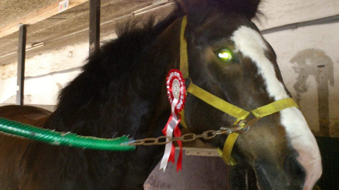 Anden særlig race Chance {Himmelhest} - Vinder ponyen billede 16