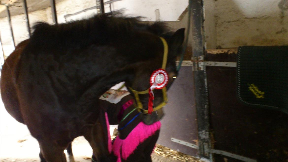 Anden særlig race Chance {Himmelhest} - nøj hvor er det spændene!! billede 2